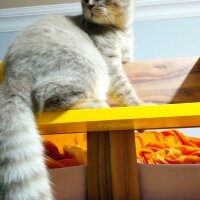 Scottish Fold, Kedi  Balım fotoğrafı