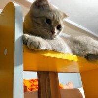 Scottish Fold, Kedi  Balım fotoğrafı