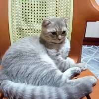 Scottish Fold, Kedi  Balım fotoğrafı