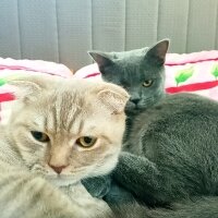 Scottish Fold, Kedi  Balım fotoğrafı