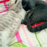 Scottish Fold, Kedi  Balım fotoğrafı