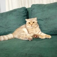 Scottish Fold, Kedi  Balım fotoğrafı