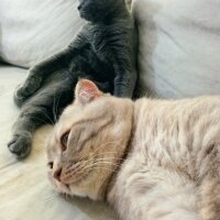 Scottish Fold, Kedi  Balım fotoğrafı