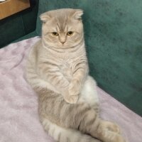 Scottish Fold, Kedi  Balım fotoğrafı