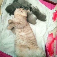 Scottish Fold, Kedi  Balım fotoğrafı