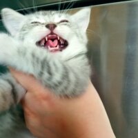 Scottish Fold, Kedi  Balım fotoğrafı