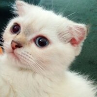 Scottish Fold, Kedi  Balım fotoğrafı