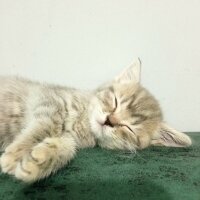 Scottish Fold, Kedi  Balım fotoğrafı