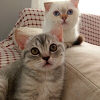 Scottish Fold, Kedi  Balım fotoğrafı