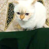 Scottish Fold, Kedi  Balım fotoğrafı