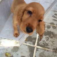İngiliz Cocker Spaniel, Köpek  Kuki fotoğrafı