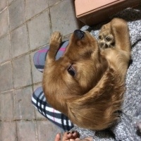 İngiliz Cocker Spaniel, Köpek  Kuki fotoğrafı