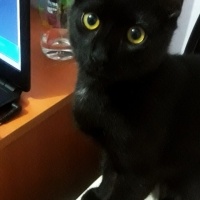 Bombay, Kedi  İrmik fotoğrafı