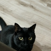 Bombay, Kedi  İrmik fotoğrafı