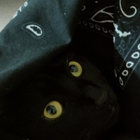 Bombay, Kedi  İrmik fotoğrafı