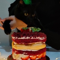 Bombay, Kedi  İrmik fotoğrafı