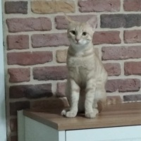 Tekir Kedi, Kedi  Maviş fotoğrafı