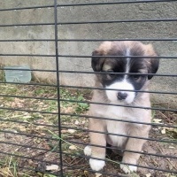 Border Collie, Köpek  1.5 Aylık Küçük Irk Çok Tatlı Yavru fotoğrafı