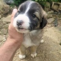 Border Collie, Köpek  1.5 Aylık Küçük Irk Çok Tatlı Yavru fotoğrafı
