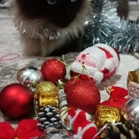 Siyam Kedisi, Kedi  Bihter fotoğrafı