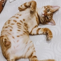 Sarman, Kedi  Şanslı fotoğrafı