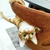 Sarman, Kedi  Şanslı fotoğrafı