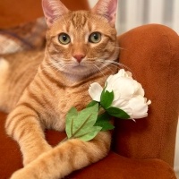 Sarman, Kedi  Şanslı fotoğrafı