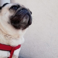 Pug, Köpek  Çaki fotoğrafı