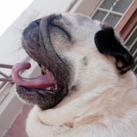 Pug, Köpek  Çaki fotoğrafı