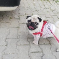 Pug, Köpek  Çaki fotoğrafı