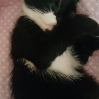 Tekir Kedi, Kedi  Oreo fotoğrafı