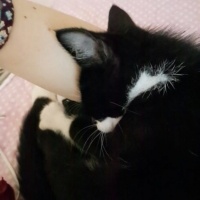 Tekir Kedi, Kedi  Oreo fotoğrafı