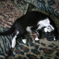 Tekir Kedi, Kedi  Oreo fotoğrafı