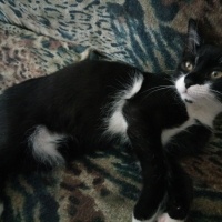 Tekir Kedi, Kedi  Oreo fotoğrafı