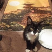 Tekir Kedi, Kedi  Oreo fotoğrafı