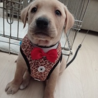 Labrador Retriever, Köpek  Leo fotoğrafı