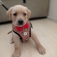 Labrador Retriever, Köpek  Leo fotoğrafı