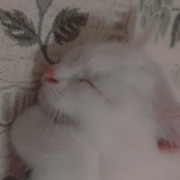 Ankara Kedisi, Kedi  Mia fotoğrafı