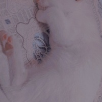 Ankara Kedisi, Kedi  Mia fotoğrafı