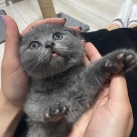 Scottish Fold, Kedi  Minnoslar fotoğrafı