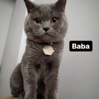 Scottish Fold, Kedi  Minnoslar fotoğrafı