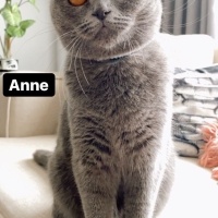 Scottish Fold, Kedi  Minnoslar fotoğrafı