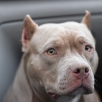 Amerikan Pitbull Terrier, Köpek  Despina fotoğrafı