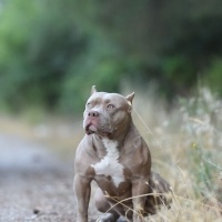 Amerikan Pitbull Terrier, Köpek  Despina fotoğrafı