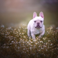 Fransız Bulldog, Köpek  Raiden fotoğrafı