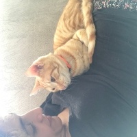 Sarman, Kedi  Sarin fotoğrafı