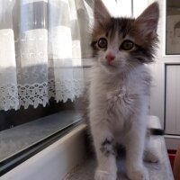 Norwegian Forest, Kedi  Cimcime fotoğrafı