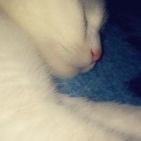 Ankara Kedisi, Kedi  PAMUK fotoğrafı