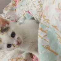 Tekir Kedi, Kedi  Zilli fotoğrafı