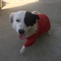 Sokö (Sokak Köpeği), Köpek  Pamuk fotoğrafı